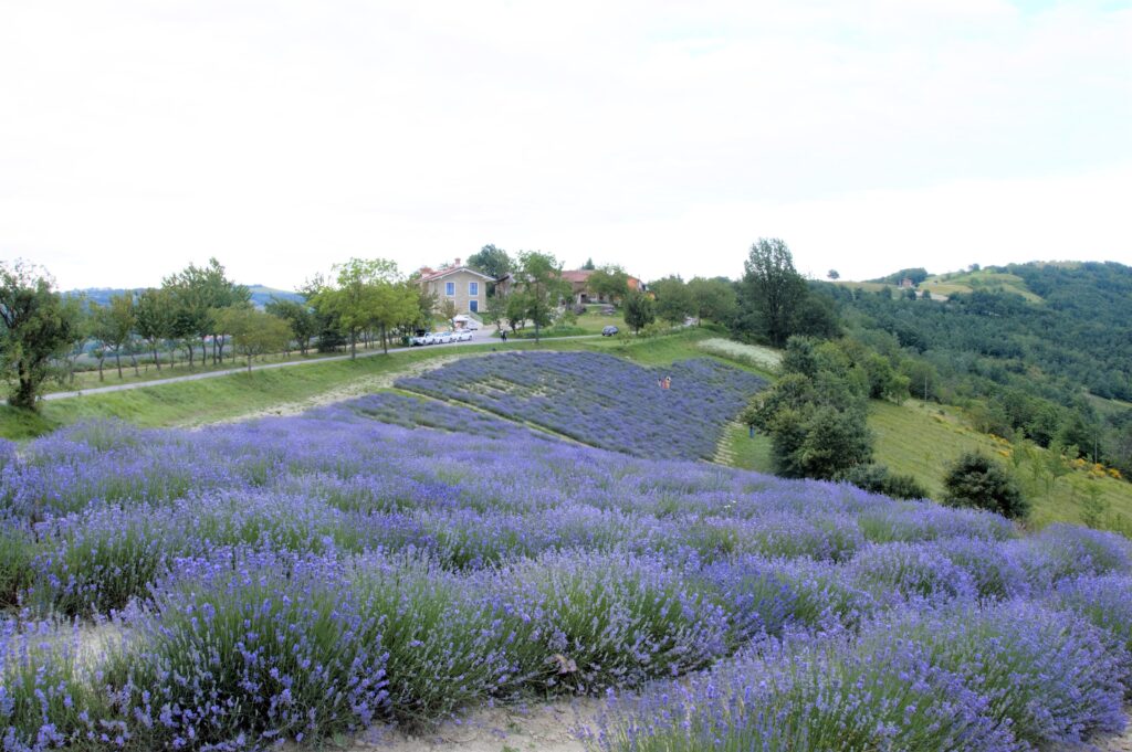 lavanda, campagna