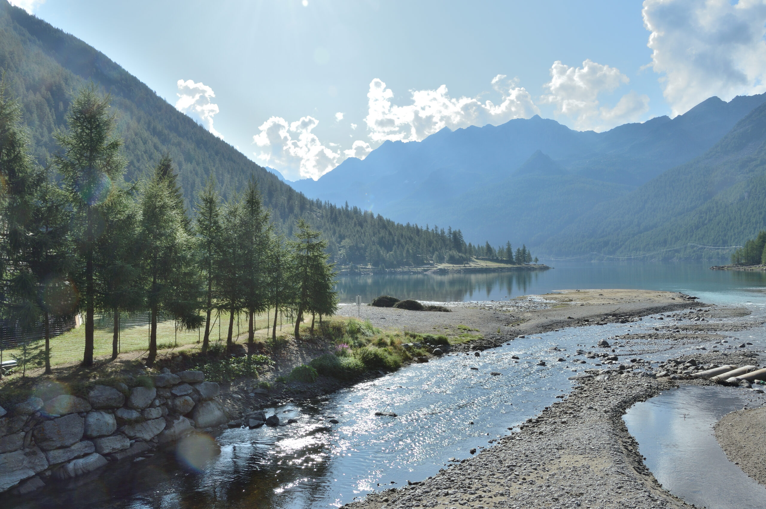 lago, pini, montagne