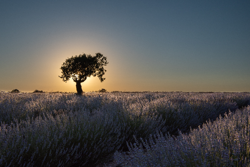 albero, tramonto, lavanda